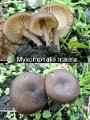Myxomphalia maura-amf1362